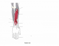 Deep Posterior Muscles of the Forearm