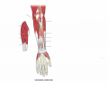 Deep Muscles of the Ventral Forearm