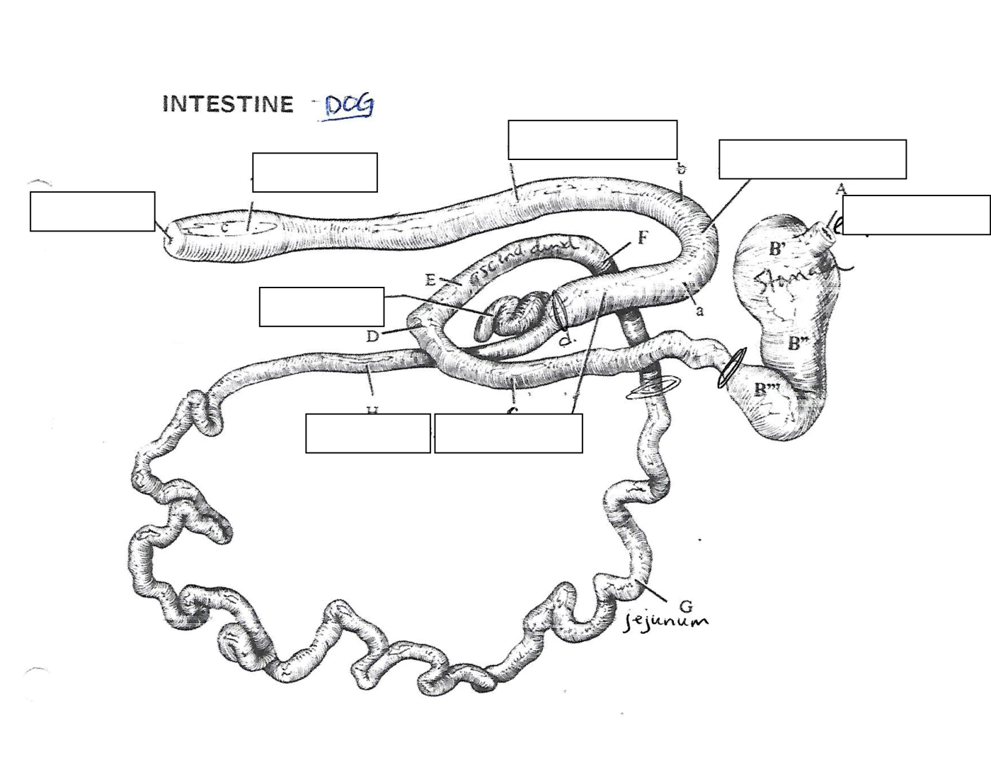 Dog Colon Quiz