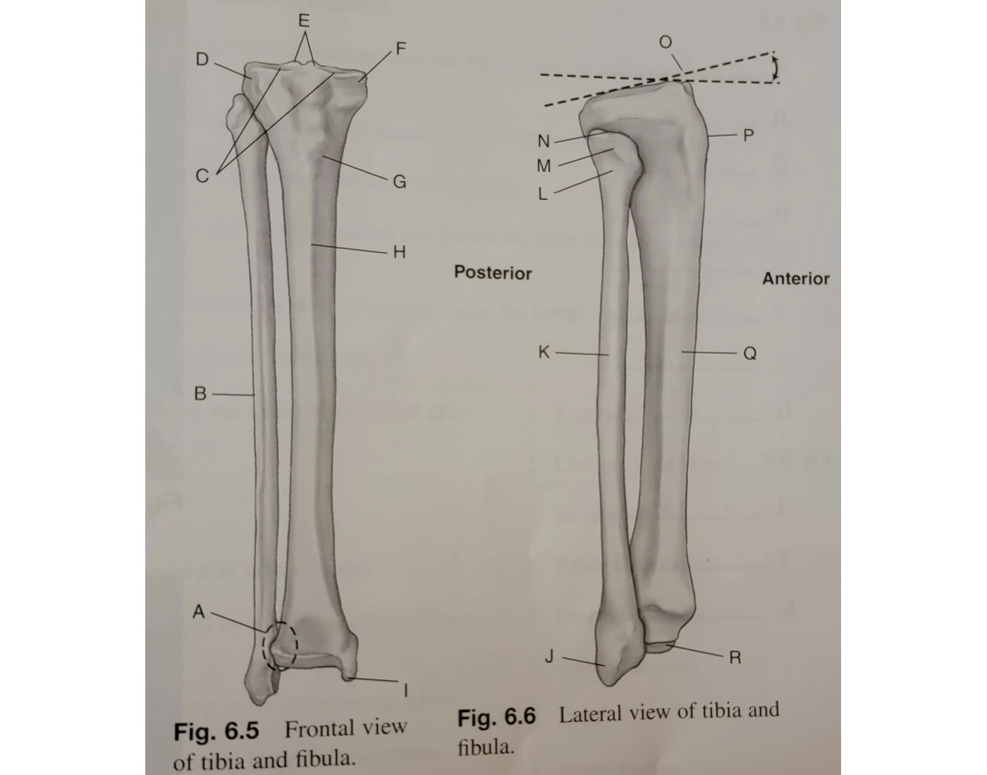 Front/lateral view tib/fib anatomy — Printable Worksheet