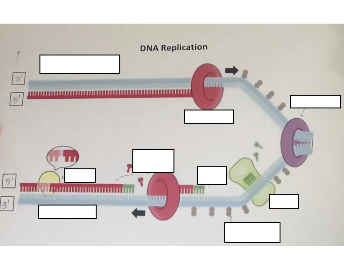 DNA Replication Diagram Quiz