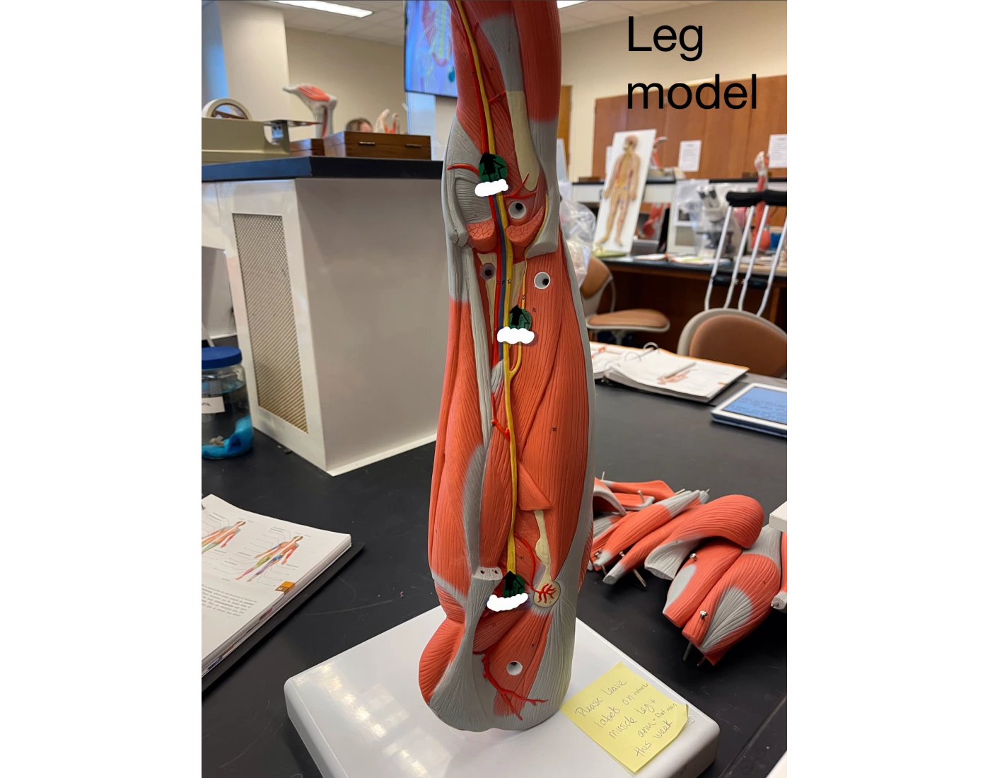 Leg model Quiz