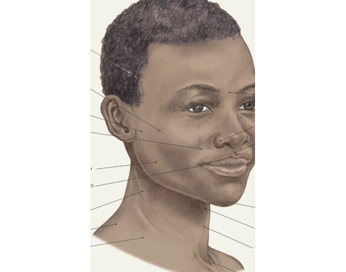 Face Topo View Quiz Face topo view quiz
