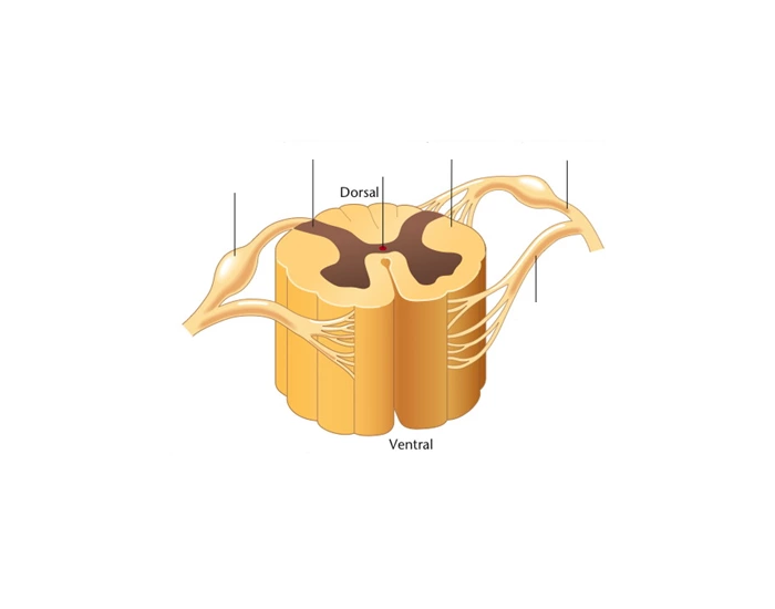 Spinal Cord Labelling Quiz