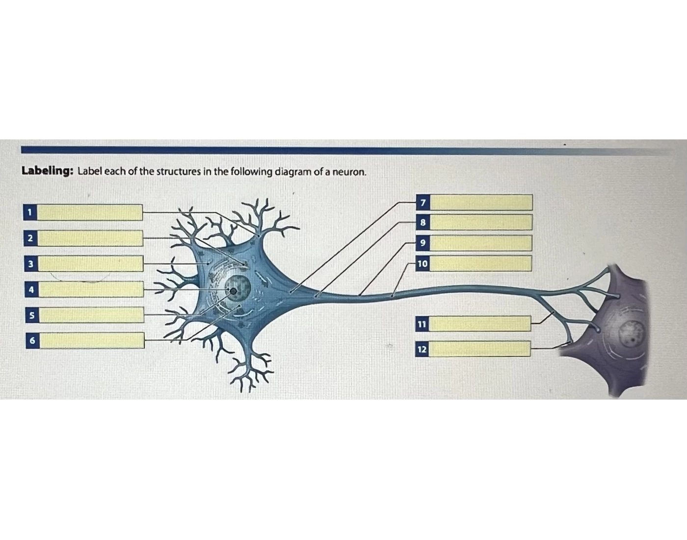 Know the parts of a Neuron Quiz