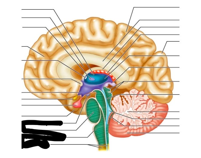 What Is The Very Middle Of The Brain Called