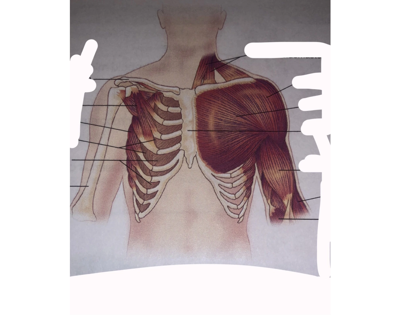 muscles of chest (animated) Quiz