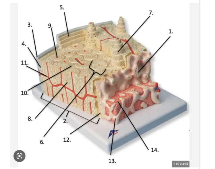 Bone Microanatom microanatomy of bone model Quiz