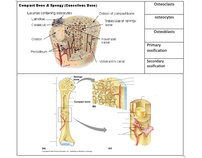 bone Quiz