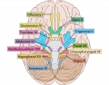 Cranial nerves brain diagram