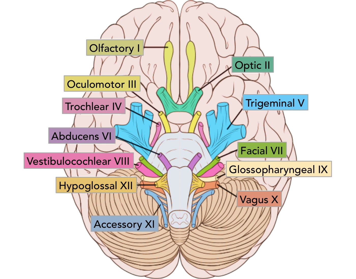 Cranial nerves brain diagram Printable Worksheet Cranial nerves brain diagram Printable Worksheet