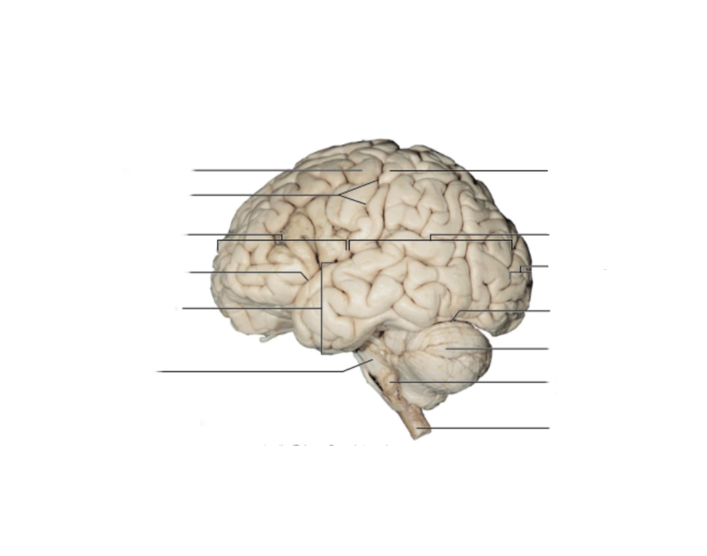 External Brain Structures Quiz