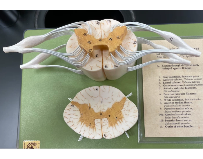model-of-spinal-cord-printable-worksheet