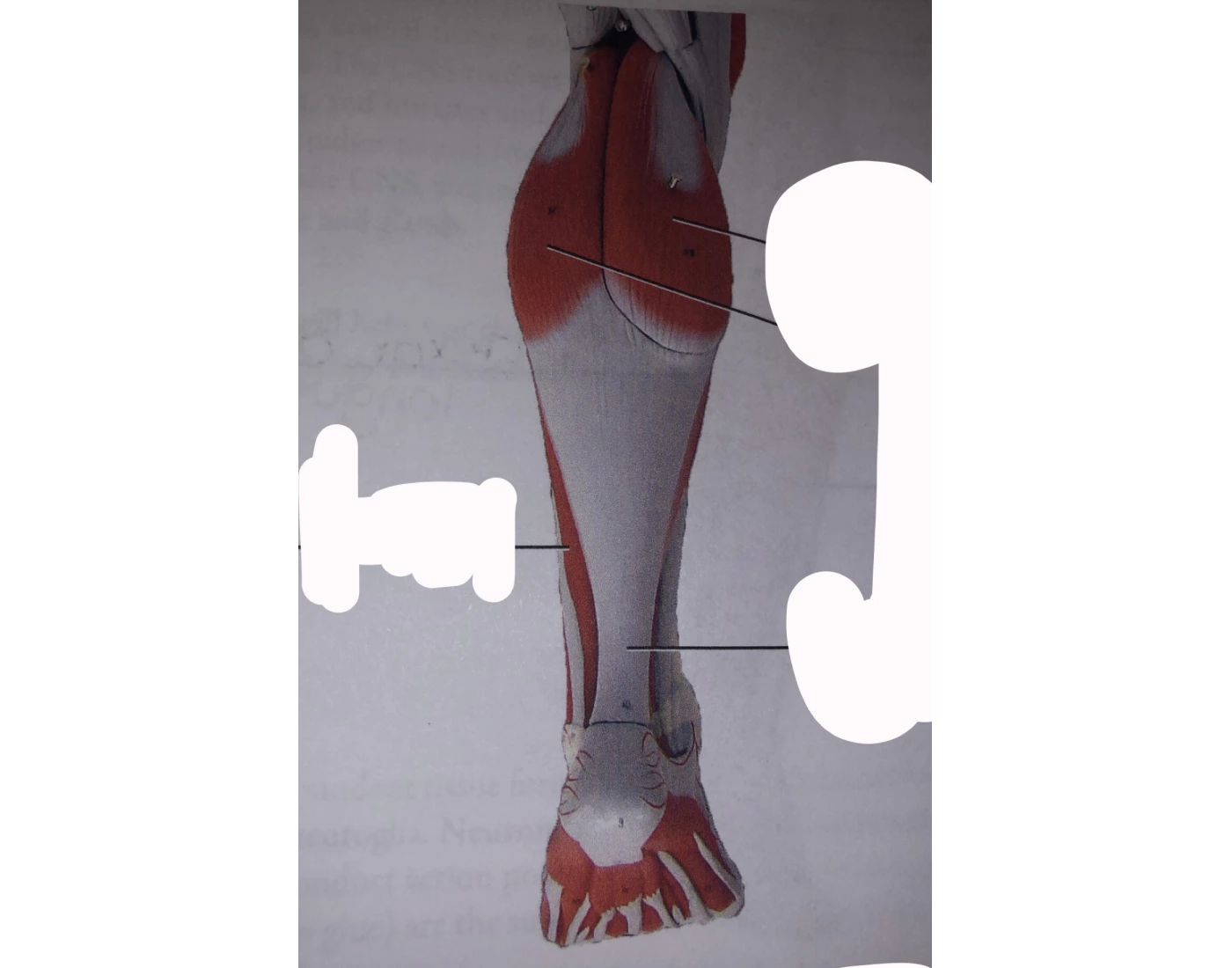 muscles of leg, posterior (model) — Printable Worksheet Muscles of leg, posterior (model) — Printable Worksheet