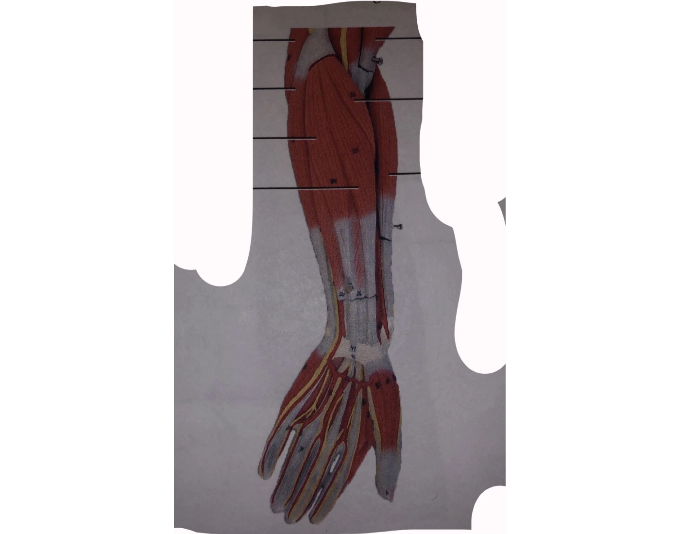 muscles of forearm, anterior (model) — Printable Worksheet