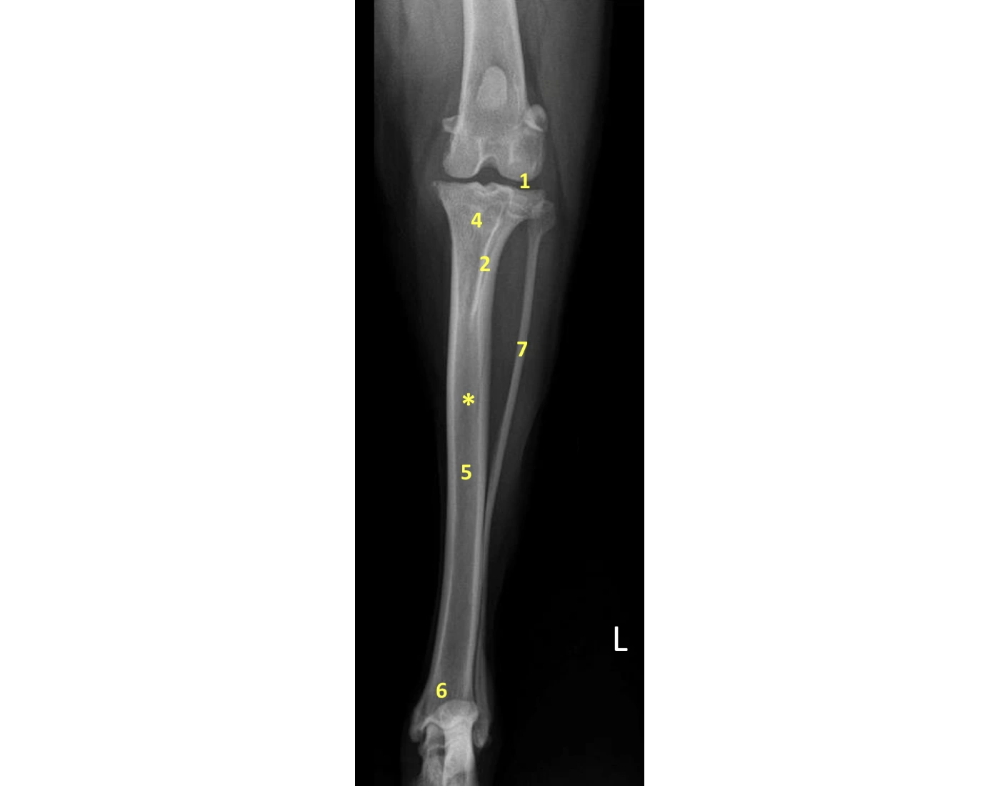 Fibia Dog Canine Caudo-Cranial Tibia Quiz