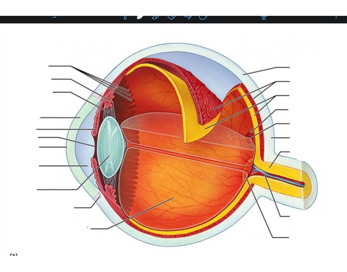 Eye Anatomy Quiz eye-anatomy-quiz