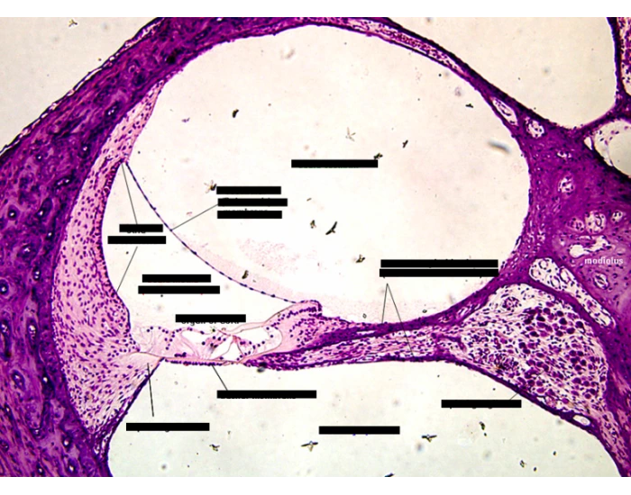 Ear Lymph Microscope Ear Diagram Under Microscope Quiz