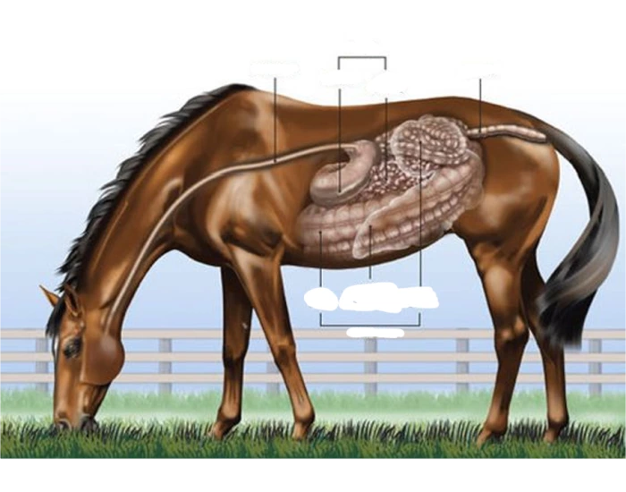 Horse Digestive System Quiz