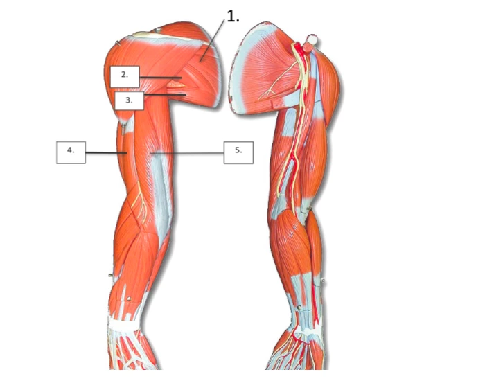 Upper Arm Quiz