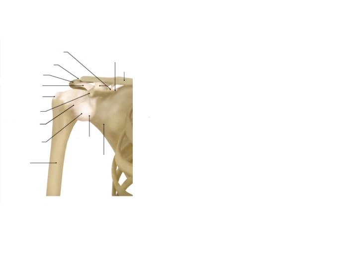 Shoulder Anatomy Quiz