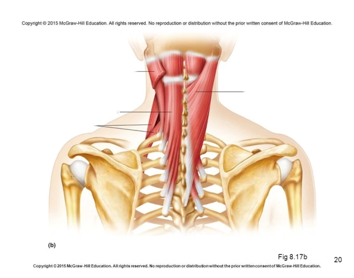 Muscle Labeling: Neck Quiz