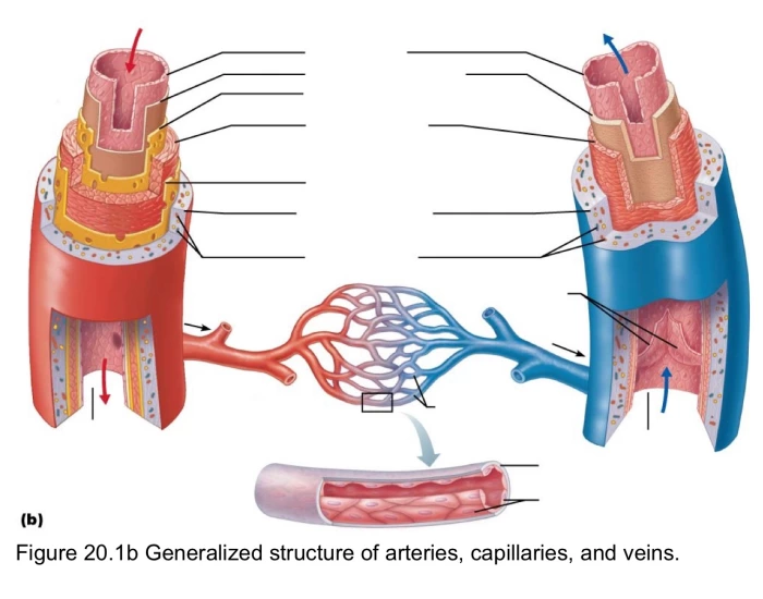 Capillary Worksheet structure of artery, capillaries, vein — Printable Worksheet