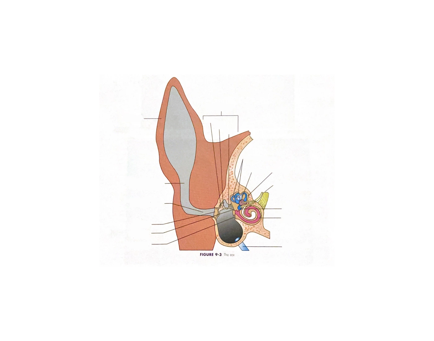 Canine Ear Rotation Canine Ear Quiz