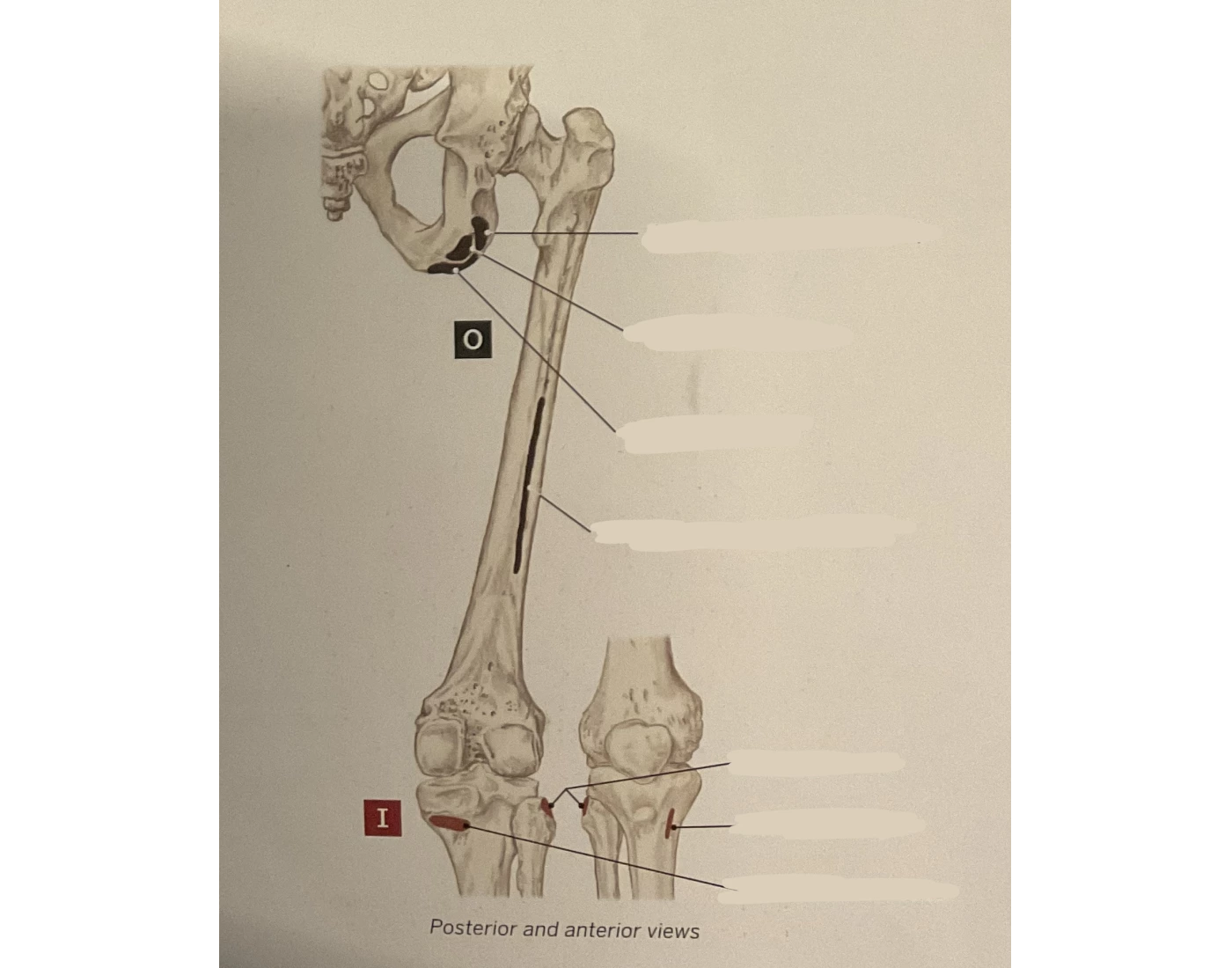 Hamstrings (AOINs) — Printable Worksheet