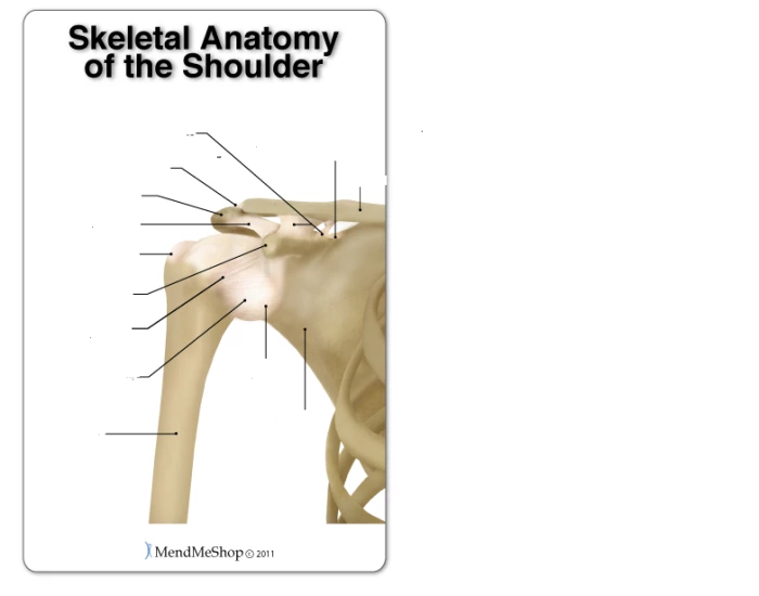 Skeletal Anatomy- Shoulder — Printable Worksheet Skeletal Anatomy- Shoulder — Printable Worksheet
