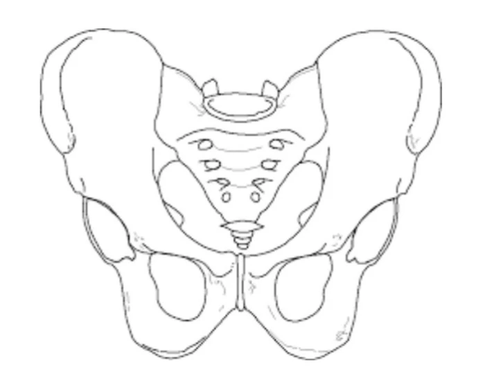 Sacrum Diagram Quiz