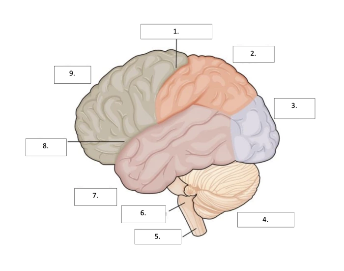 Cerebral Cortex Worksheet Lobes of the Cerebral Cortex Labeling — Printable Worksheet