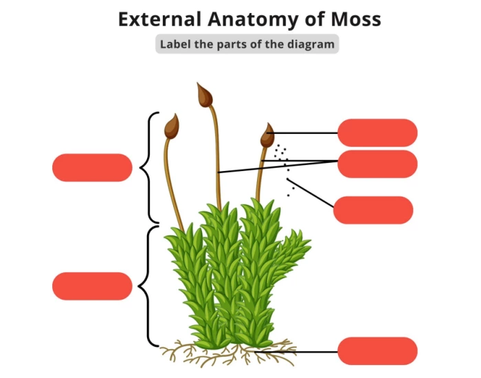Anatomy of Moss Quiz