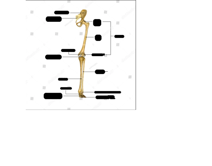 Skeletal Anatomy- Leg Quiz