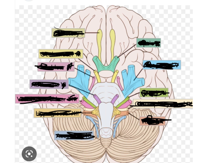 Cranial Nerves Quiz Cranial nerves quiz