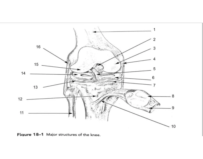 Knee Structures — Printable Worksheet Knee Structures — Printable Worksheet