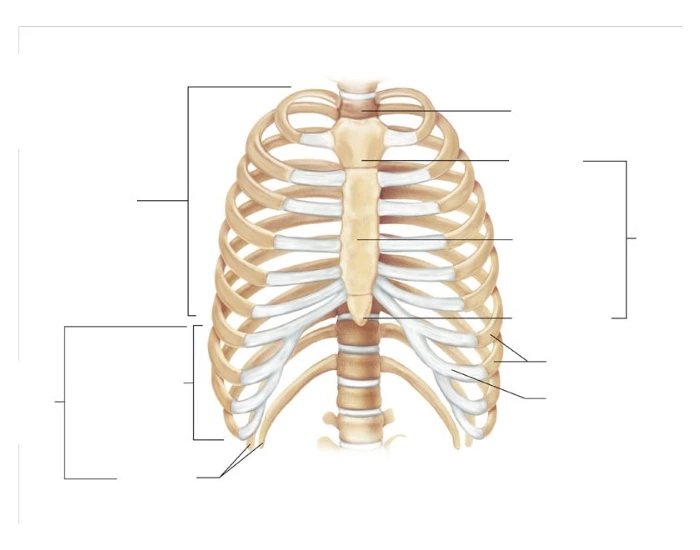Bones of the Ribs — Printable Worksheet