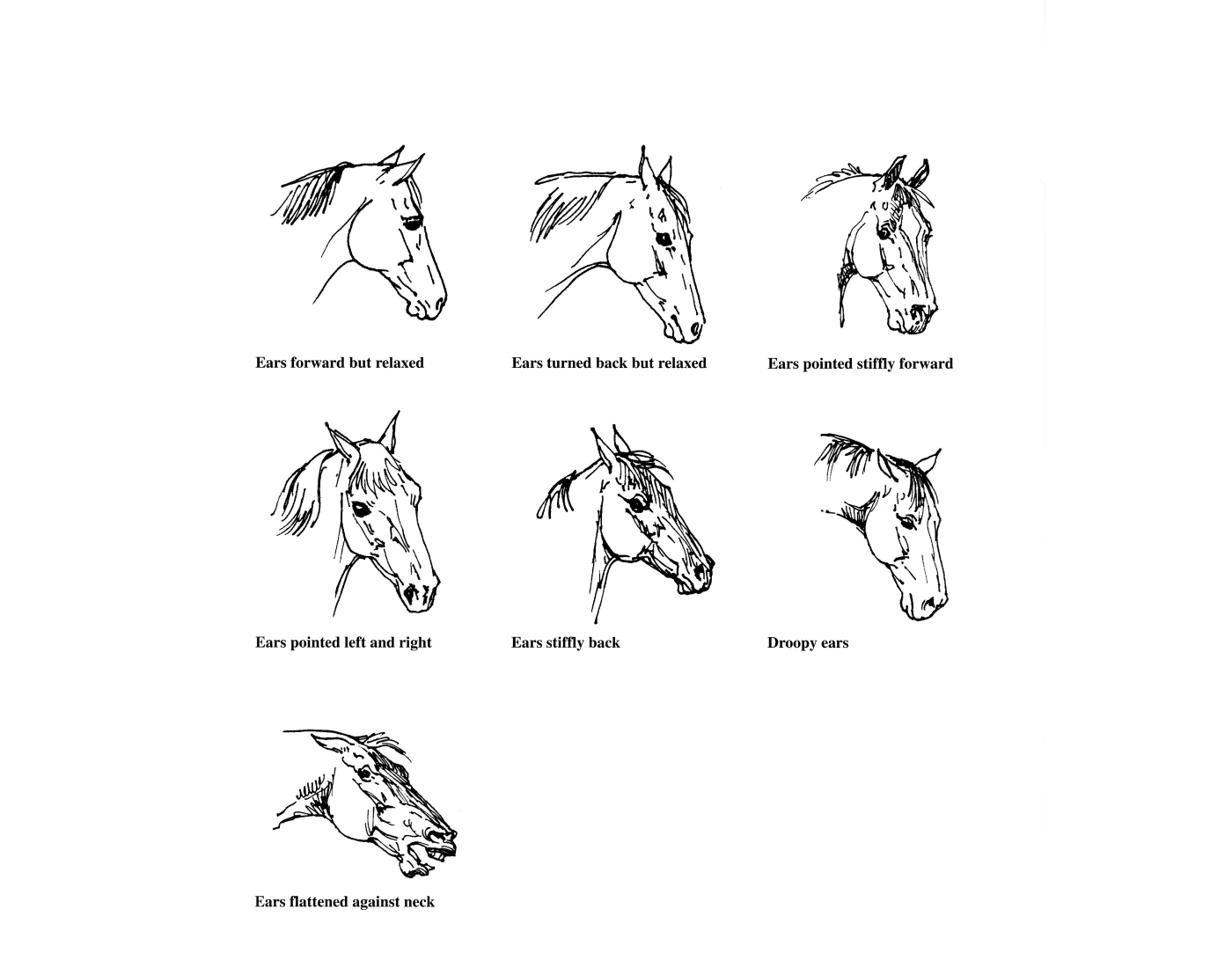 Reading Horse Ears Quiz