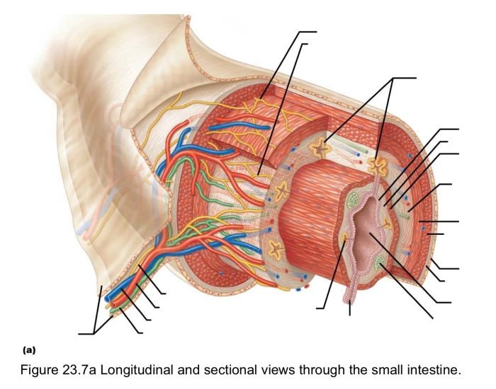 Small Intes longitudinal and section view through small intes Quiz