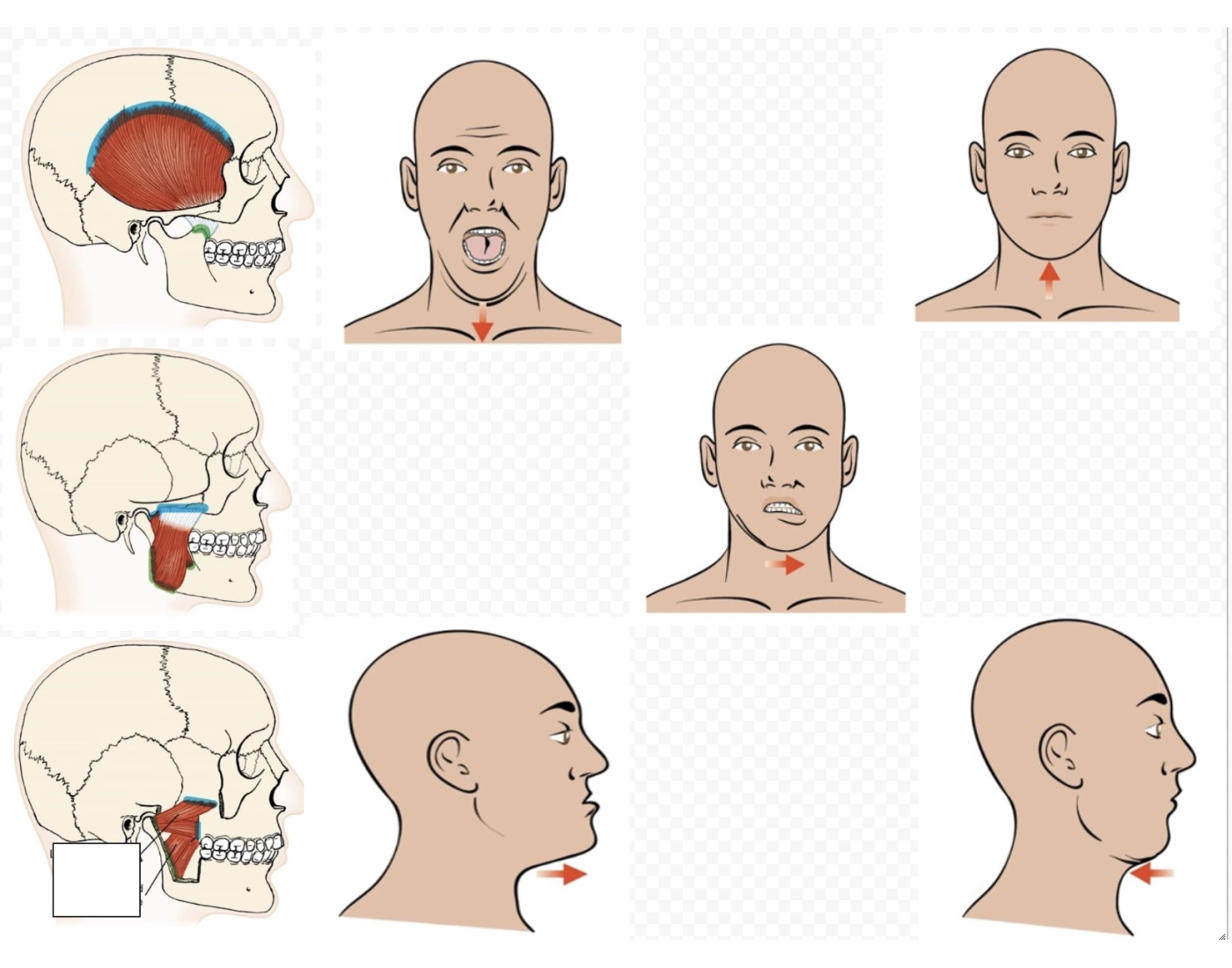 Motions and Muscles of the TMJ Quiz
