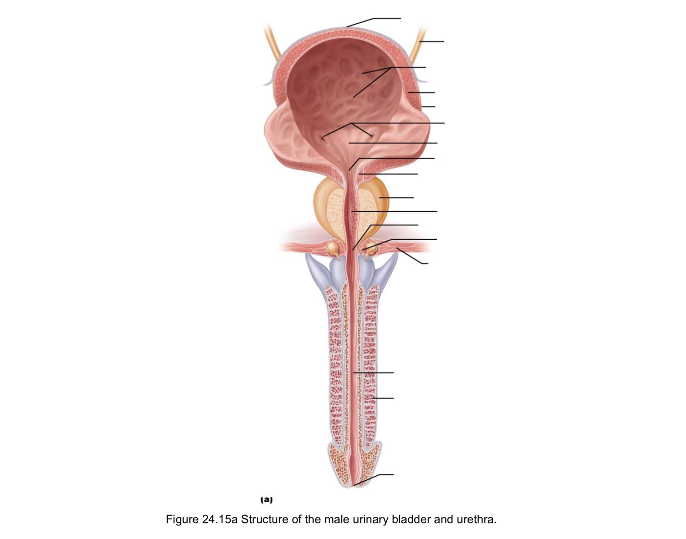 Bladder 52 structure of male urinary bladder and urethra Quiz