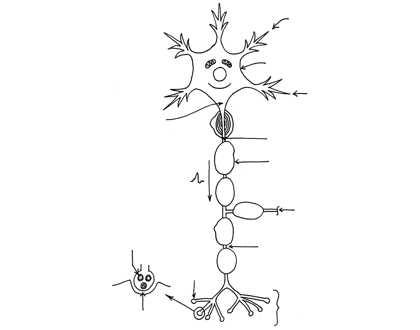 Label The Neuron Quiz Label The Neuron Quiz