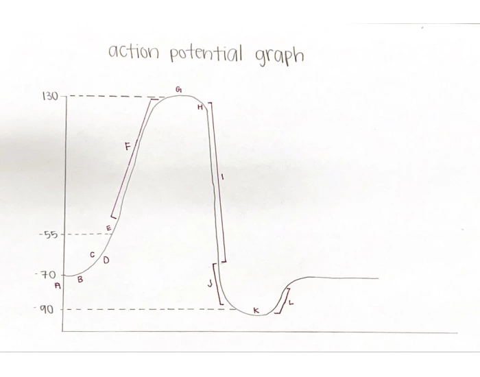 Action Potential Graph Quiz