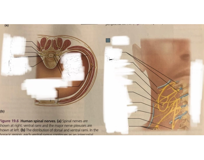 (b) The distribution of dorsal and ventral rami. I Quiz
