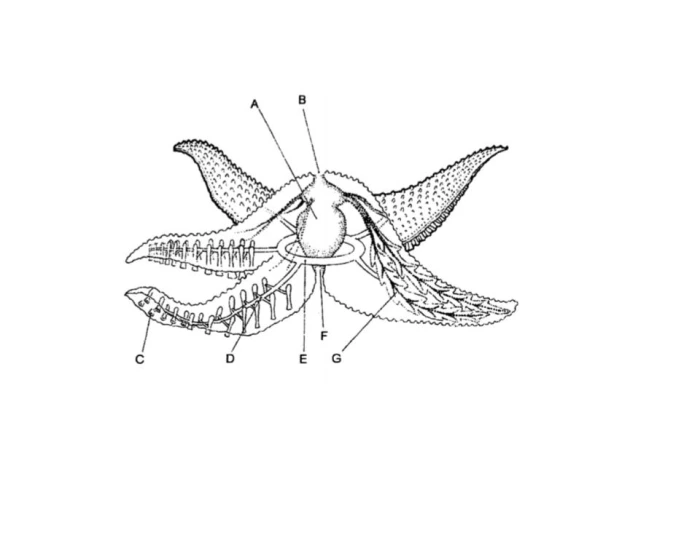 Sea Star Anatomy Practice Quiz