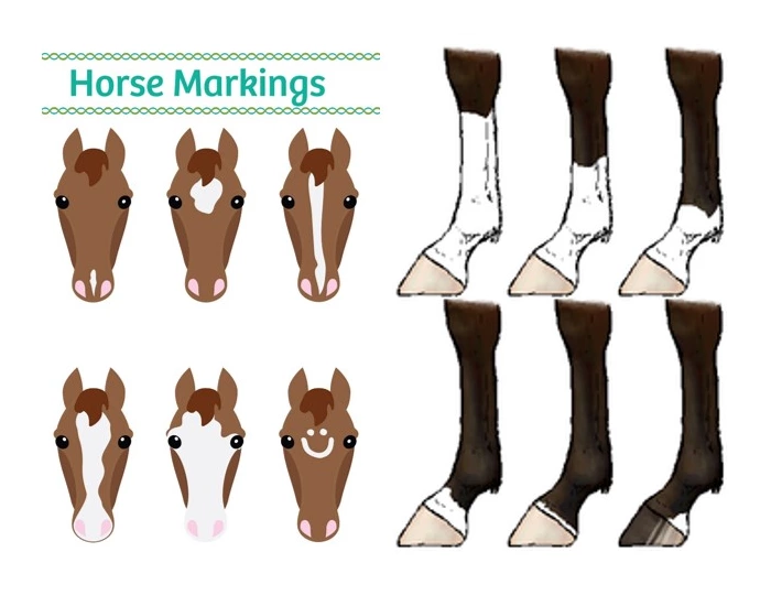 FFA Horse Evaluation CDE Markings Quiz