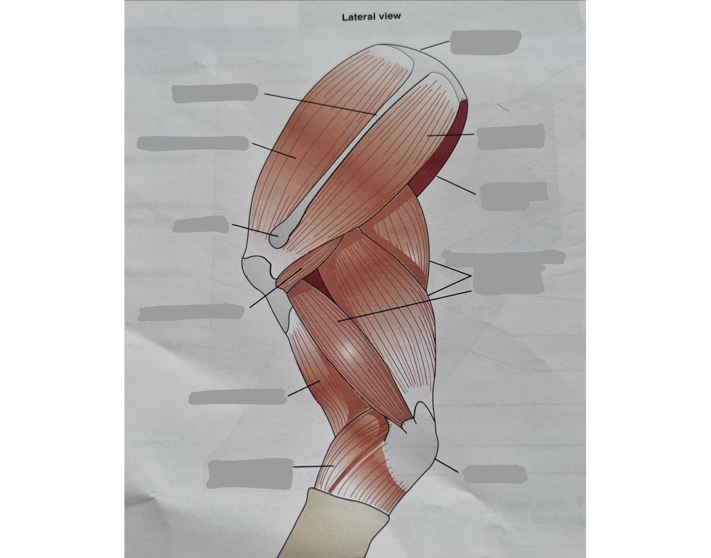 Lateral view of left foreleg of cat. — Printable Worksheet