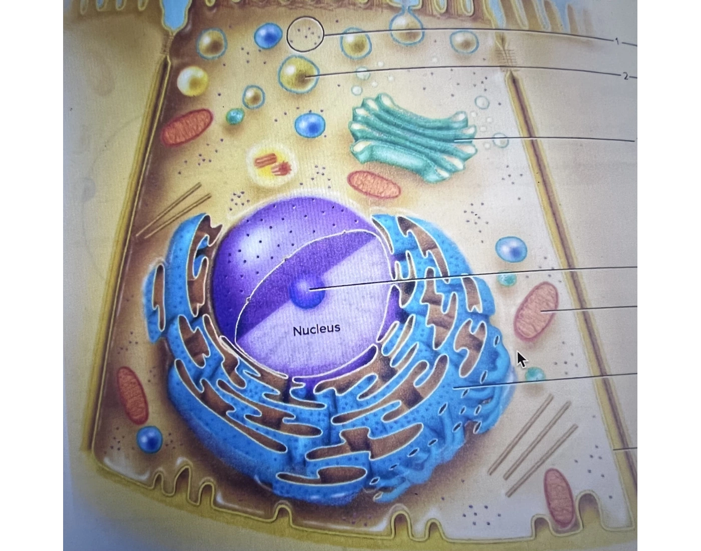 cell structure labeled — Printable Worksheet