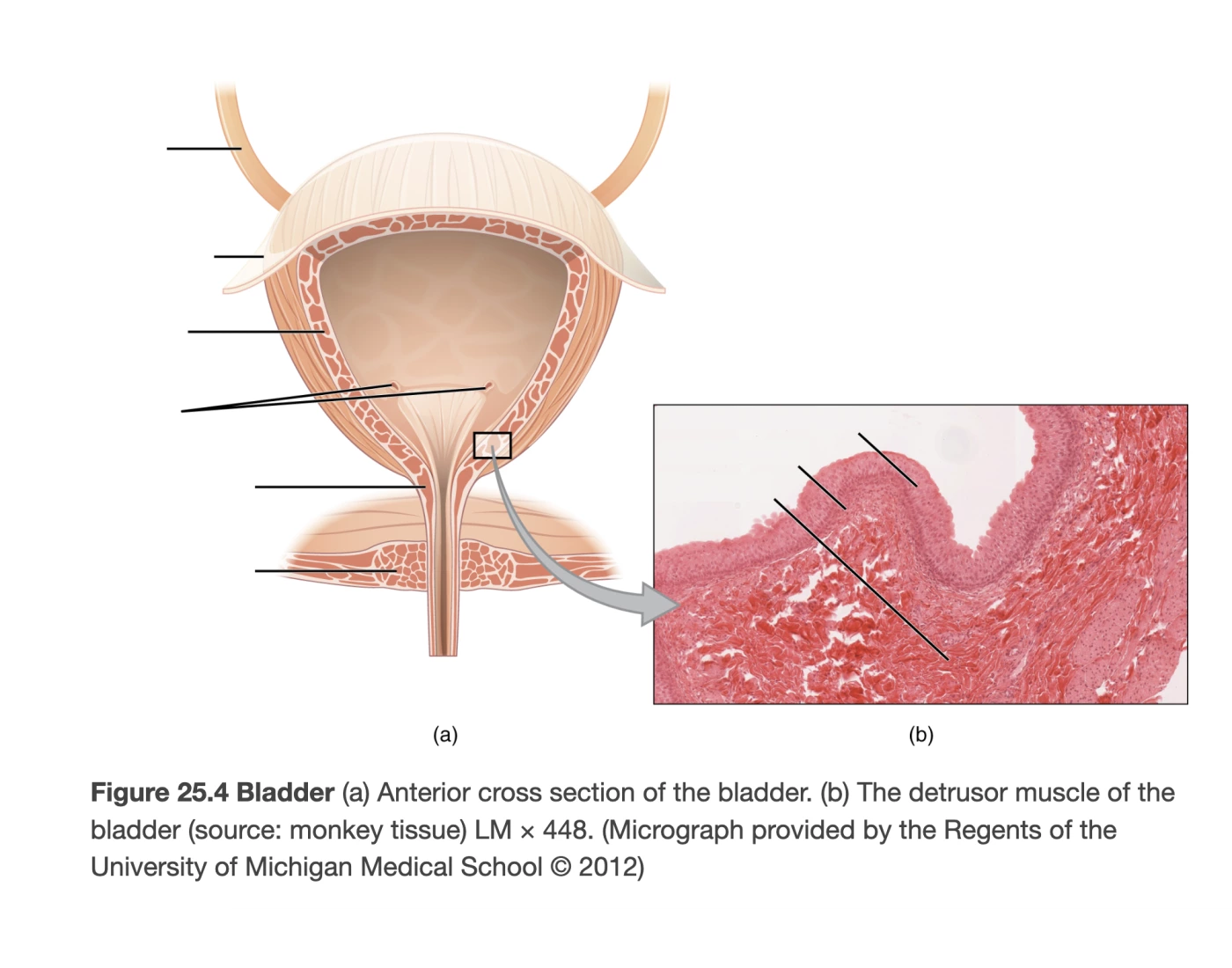 Bladder Game The Bladder Quiz