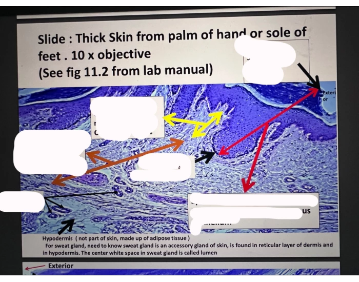 Thick skin slide labeling Quiz